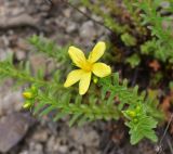 View full-size image Hypericum orientale