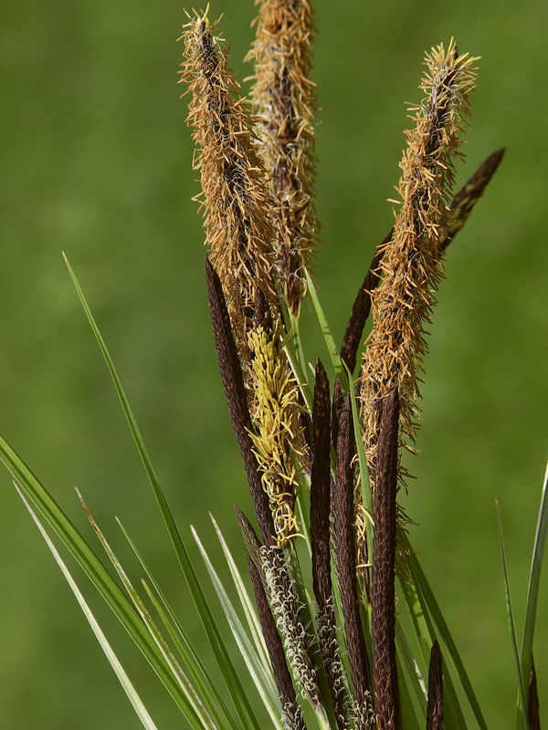 Image of genus Carex specimen.