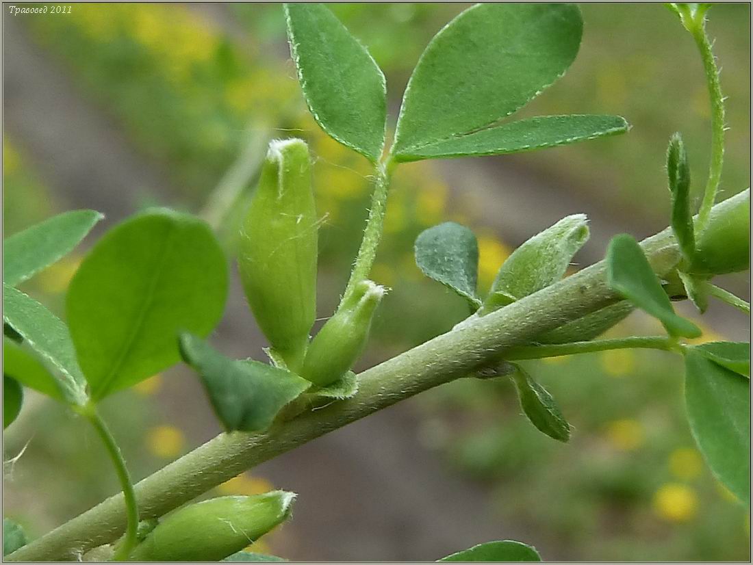 Image of Chamaecytisus ruthenicus specimen.