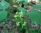 Ptelea trifoliata. Побег с соцветием. Украина, Черкасская обл., Каневский р-н, Региональный ландшафтный парк \"Трахтемиров\", дорога в лесу. 4 июня 2011 г.