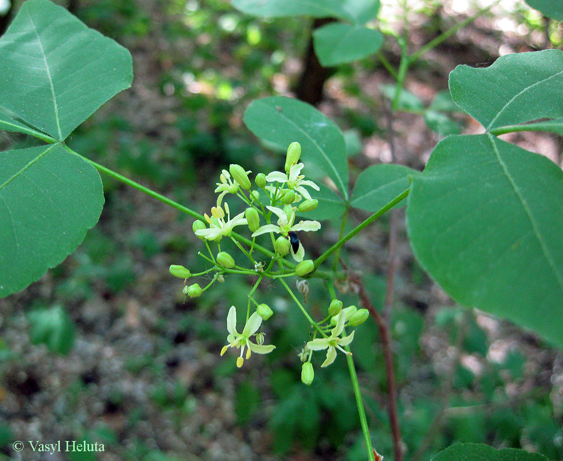 Изображение особи Ptelea trifoliata.