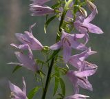 Campanula rapunculoides. Часть соцветия (длина лепестков примерно 2 см, диаметр раскрывшегося венчика 3 см). Киев, Святошинский лес. 28 июля 2011 г.