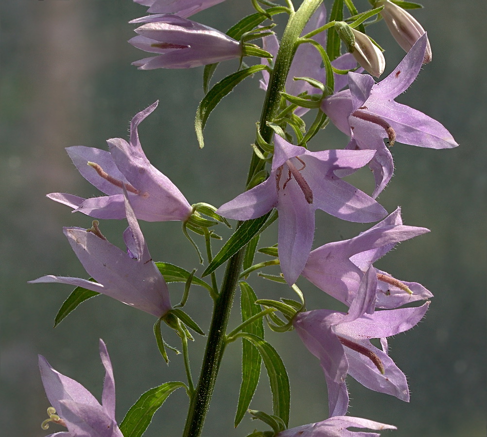 Изображение особи Campanula rapunculoides.