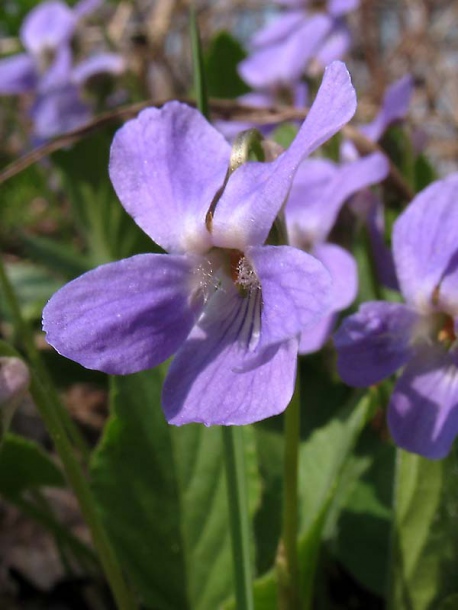 Image of Viola hirta specimen.