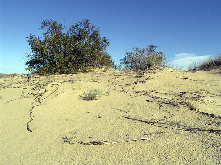 Image of Salix acutifolia specimen.