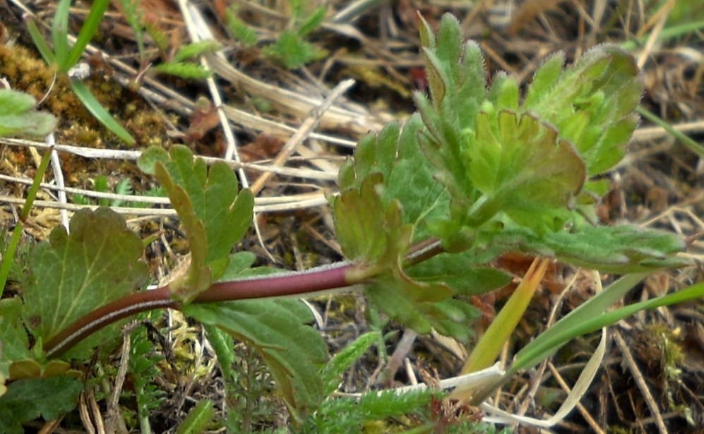 Image of Veronica chamaedrys specimen.