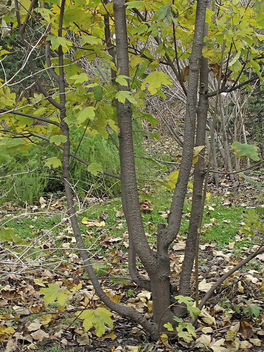 Image of Acer pseudoplatanus specimen.