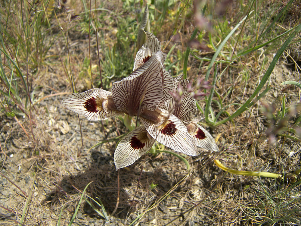 Image of Iris helena specimen.