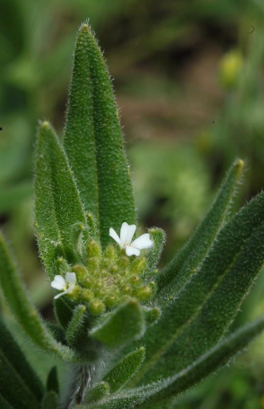 Image of Cryptospora falcata specimen.