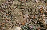 Acantholimon diapensioides. Цветущее растение. Таджикистан, Памир, восточнее перевала Кой-Тезек, 4200 м н.у.м. 02.08.2011.
