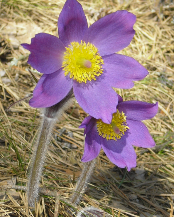 Изображение особи Pulsatilla patens.