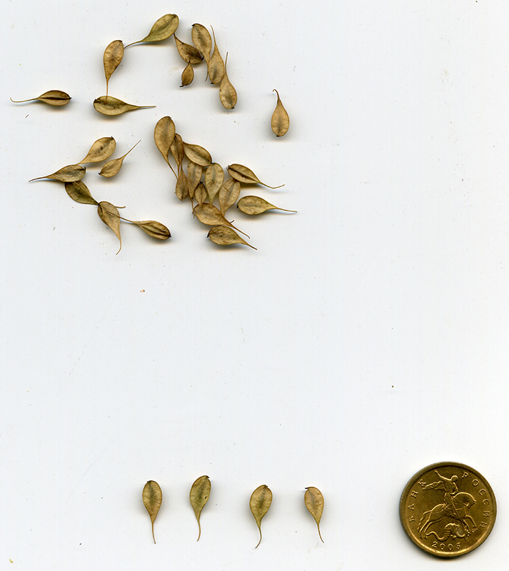 Image of Thalictrum aquilegiifolium specimen.