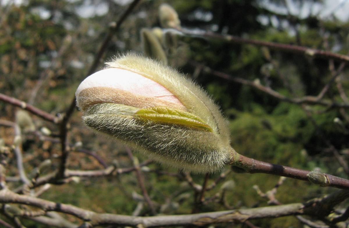 Image of Magnolia &times; loebneri specimen.