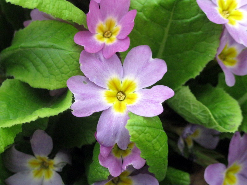 Изображение особи Primula vulgaris.