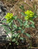 Euphorbia glareosa. Цветущее растение. Крым, Симферополь, Марьино, степной склон. 9 мая 2012 г.