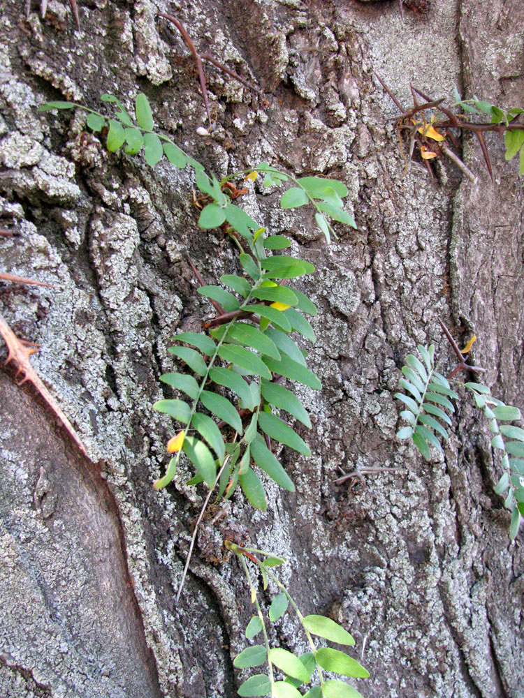 Image of Gleditsia triacanthos specimen.