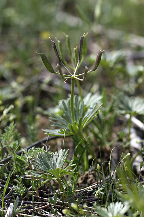 Image of Eranthis longistipitata specimen.