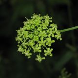 Heracleum sibiricum