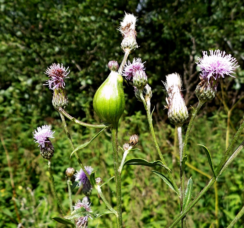 Изображение особи Cirsium setosum.