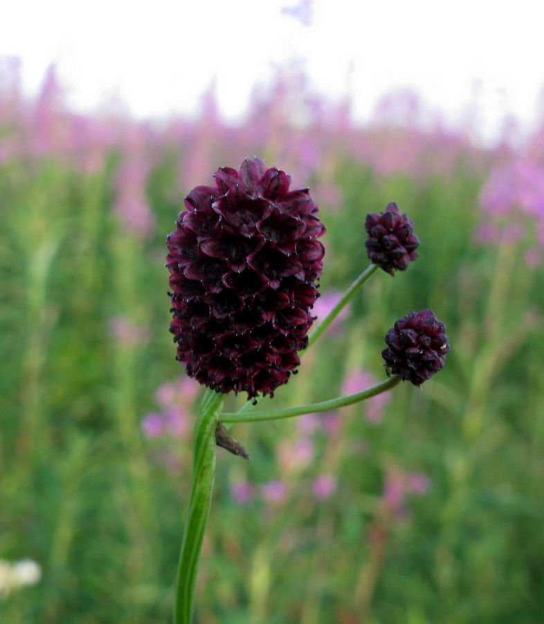 Image of Sanguisorba officinalis specimen.