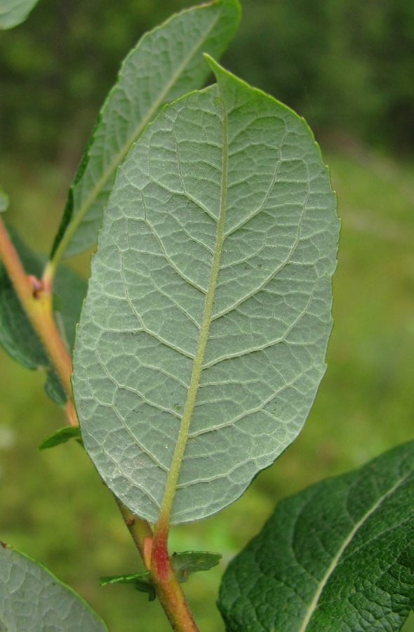 Image of Salix bebbiana specimen.