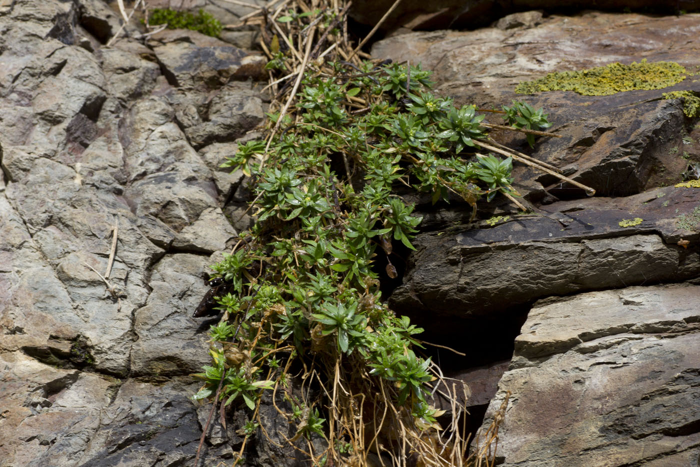 Image of genus Draba specimen.