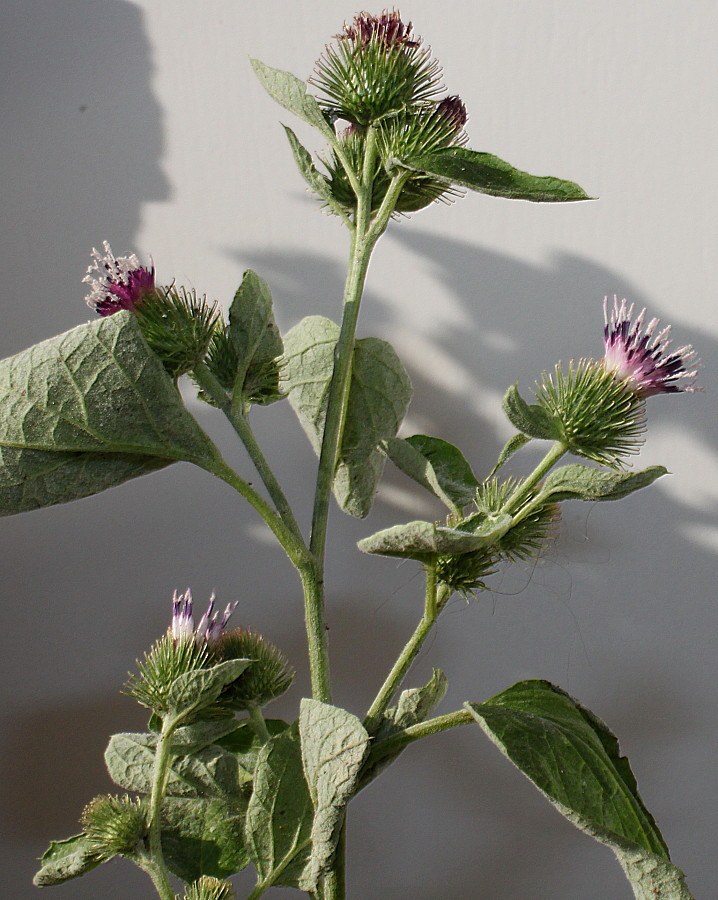 Image of Arctium minus specimen.