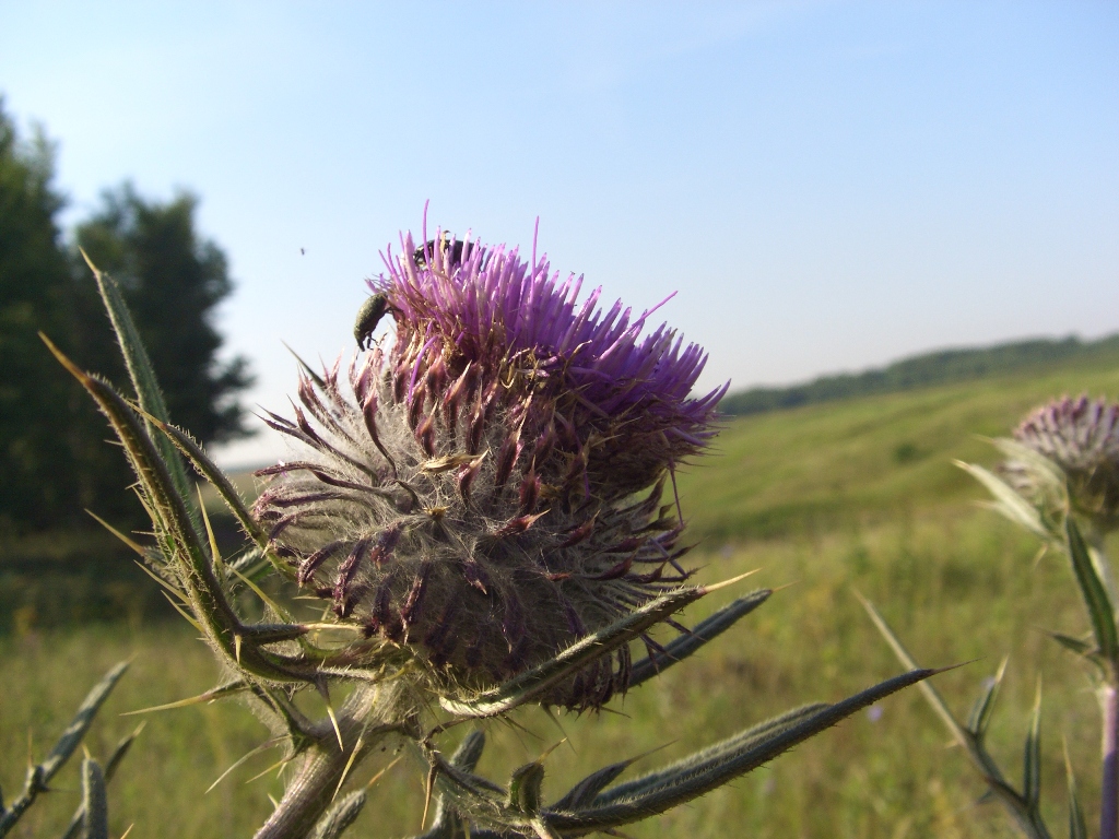 Изображение особи Cirsium polonicum.