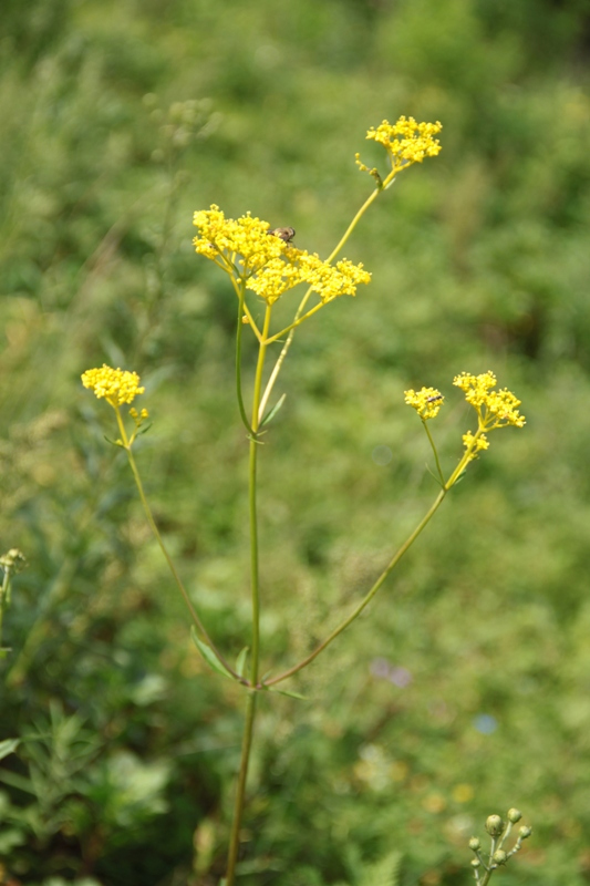 Image of Patrinia scabiosifolia specimen.