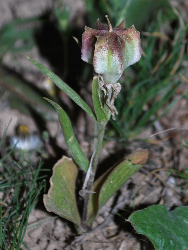 Image of Rhinopetalum stenantherum specimen.