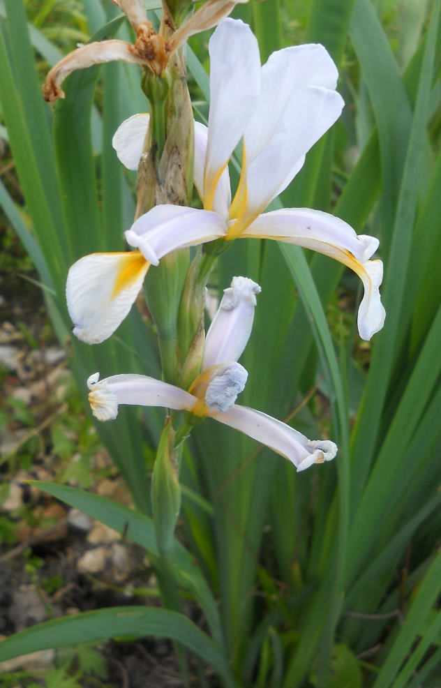 Изображение особи Iris halophila.