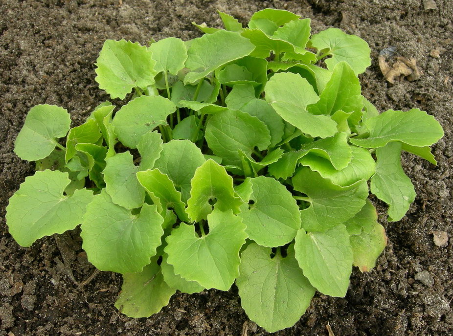 Image of Doronicum carpaticum specimen.