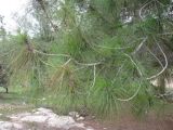Pinus canariensis. Часть ветки. Израиль, Северный Негев, лес Лаав. 23.01.2013.