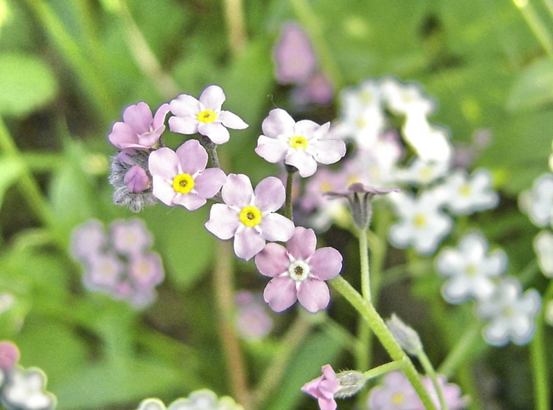 Image of Myosotis sylvatica specimen.