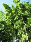 Смотреть изображение Phyllostachys pubescens