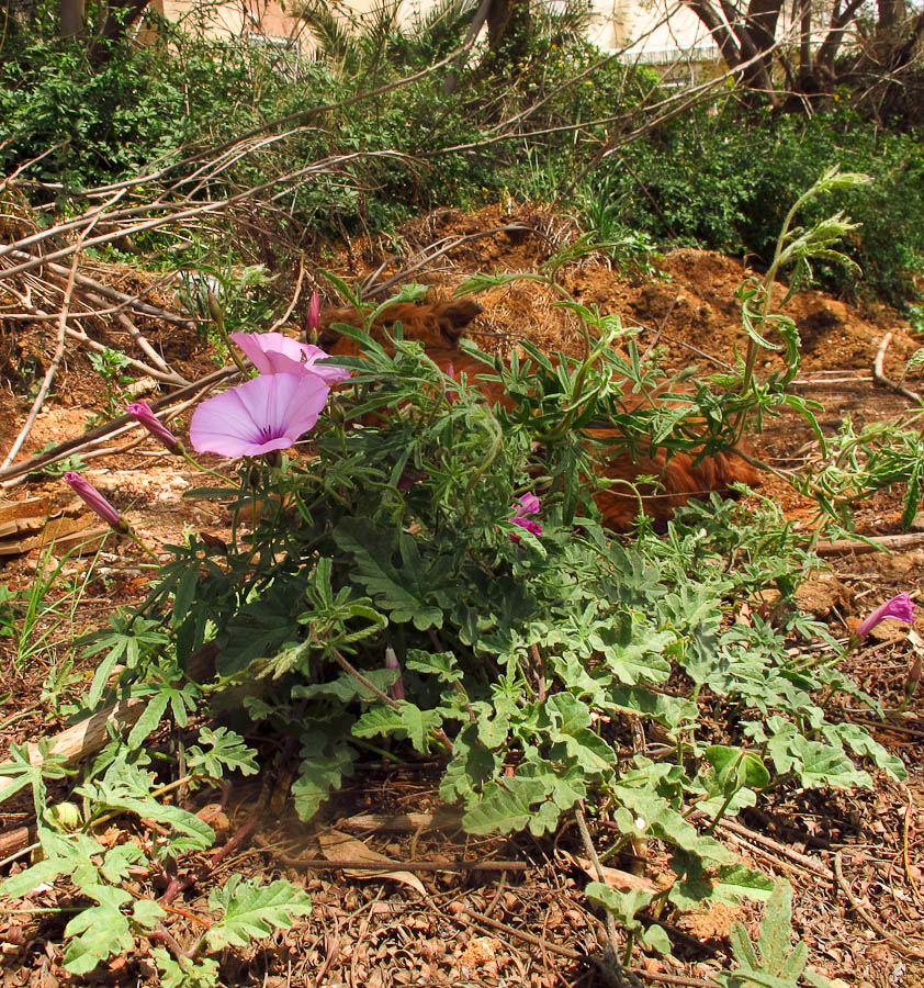 Image of Convolvulus althaeoides specimen.