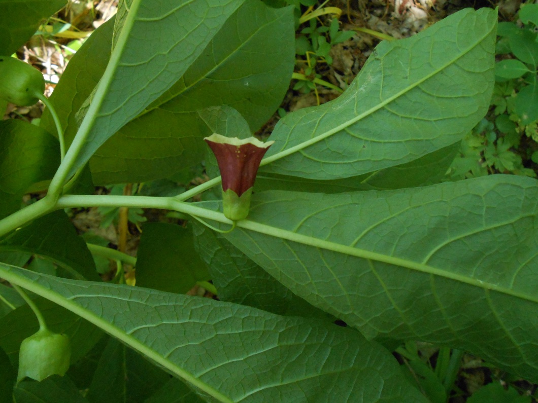 Image of Scopolia caucasica specimen.