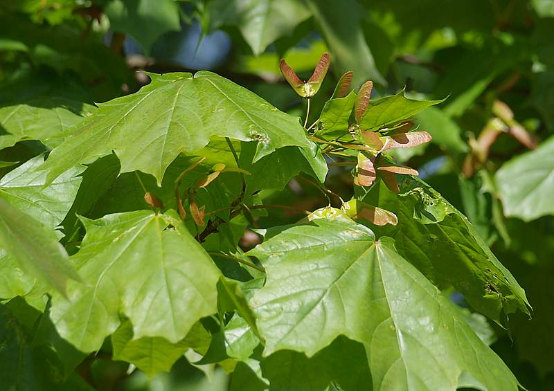 Image of Acer platanoides specimen.