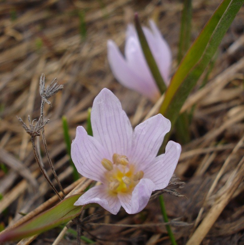 Image of Merendera raddeana specimen.