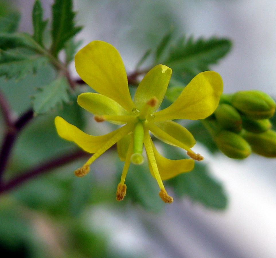 Image of Rorippa sylvestris specimen.