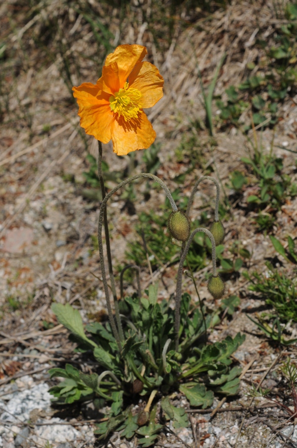 Image of Papaver croceum specimen.