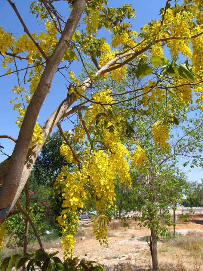 Image of Cassia fistula specimen.