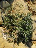 Crithmum maritimum. Растение на скале. Краснодарский край, м.о. город-курорт Анапа, окр. пос. М. Утриш, прибрежная гора, обрывисто-осыпной береговой склон. 28.07.2013.