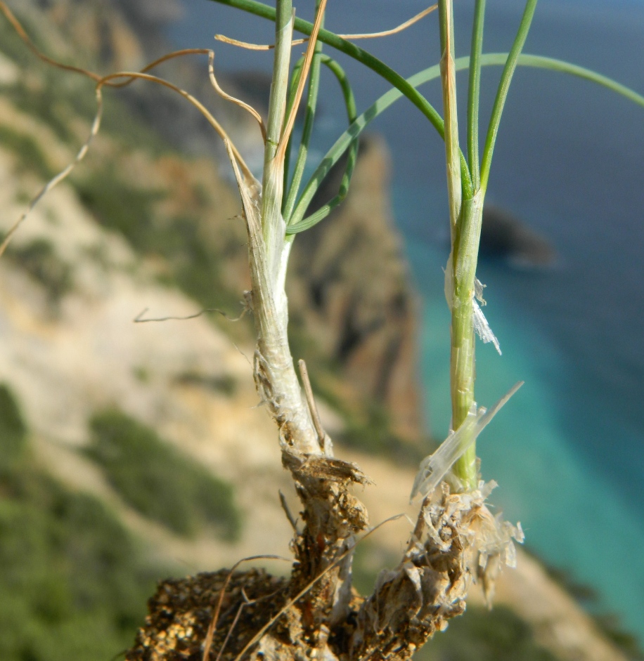 Image of Allium marschallianum specimen.