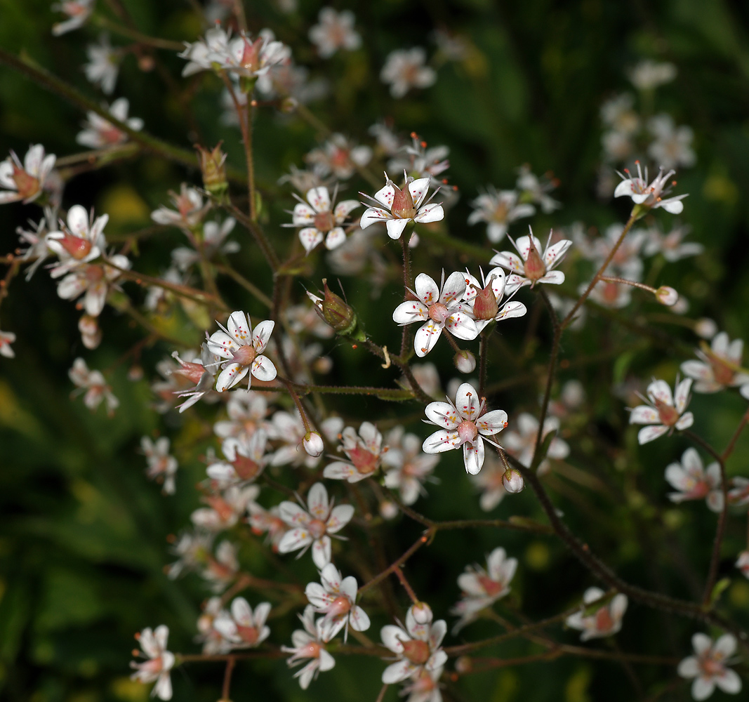 Image of Saxifraga &times; urbium specimen.