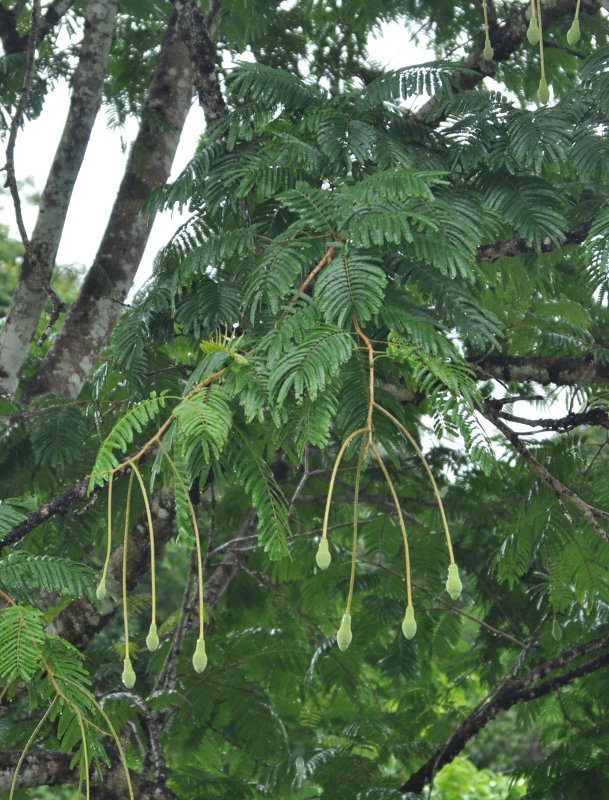 Image of Parkia speciosa specimen.