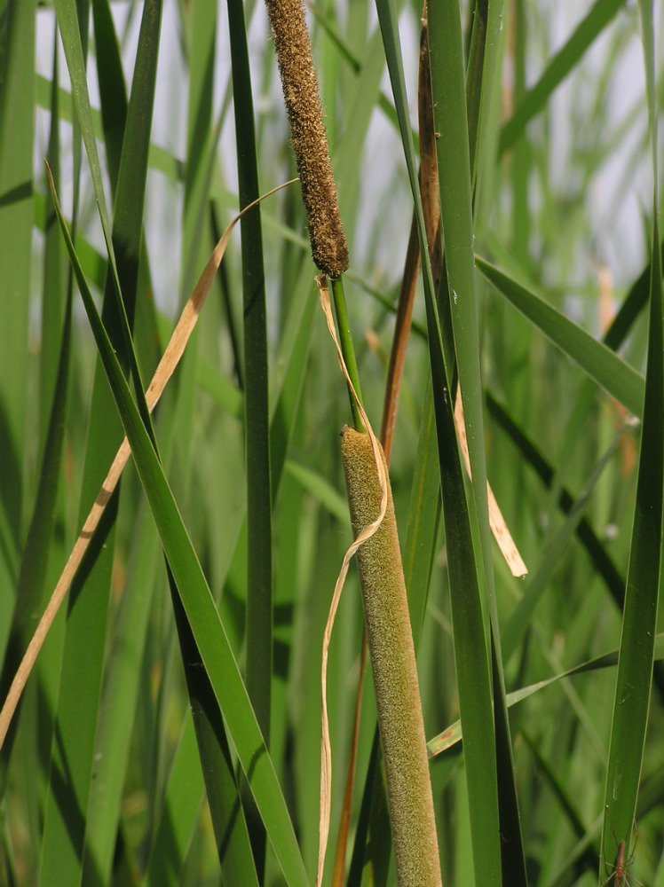 Изображение особи Typha domingensis.