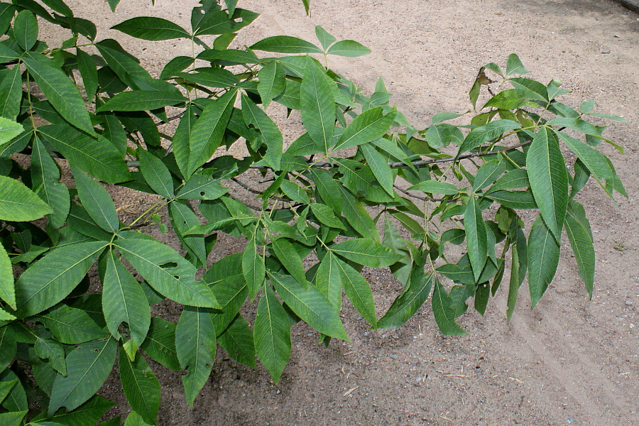 Image of Carya glabra specimen.