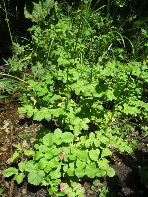 Изображение особи Cardamine yezoensis.