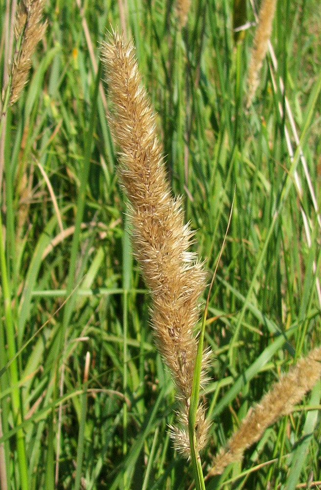 Image of Calamagrostis glomerata specimen.